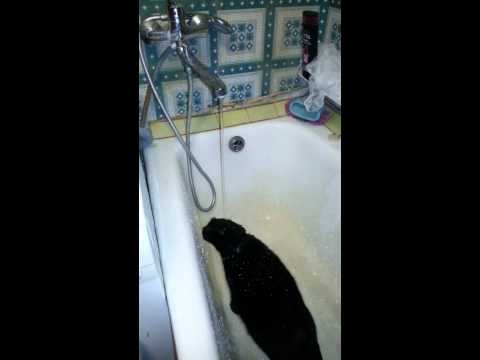 Кошка, которая не умеет пить воду из под крана