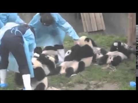 Панды пьют молоко и бьют все рекорды по милоте