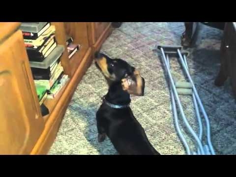 Собака поющая под телевизор