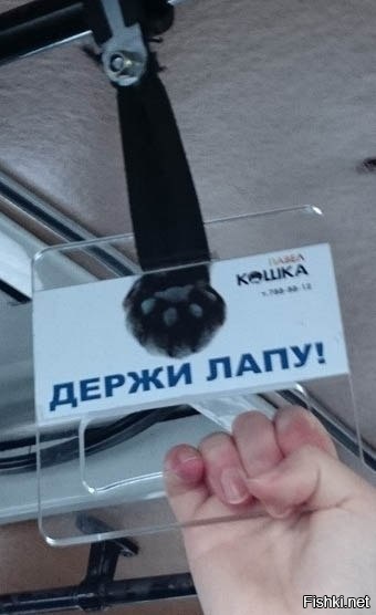 Из солянки