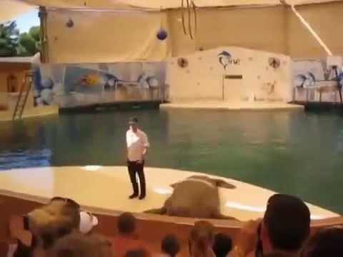 Тюлень танцует Джексона