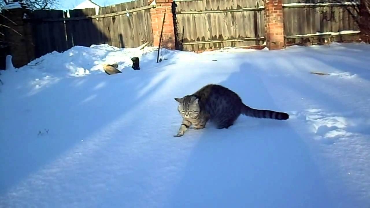 Как нужно выгуливать кота зимой