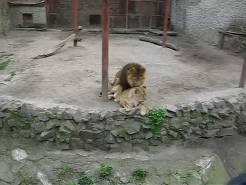 Лев и львица в Харьковском зоопарке 