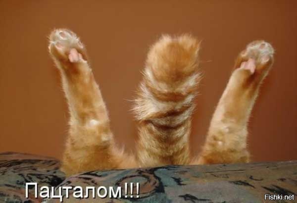 Из солянки