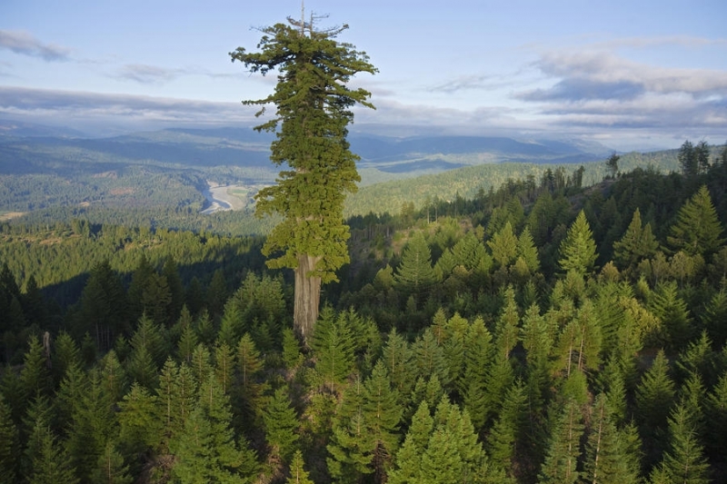 10 высочайших деревьев на планете