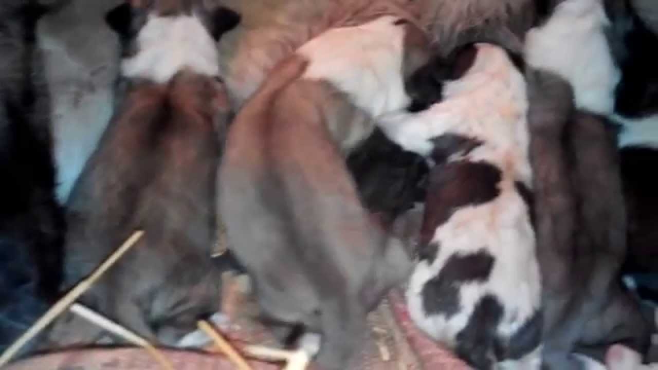 Новорожденные щенята среднеазиатской овчарки