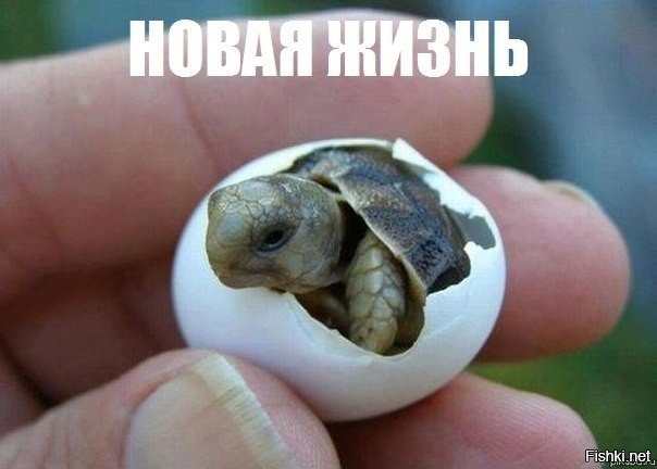 Из солянки