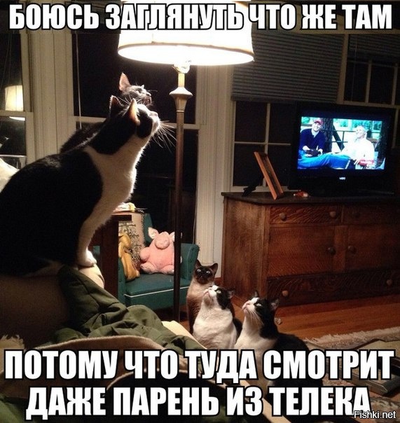 Из солянки