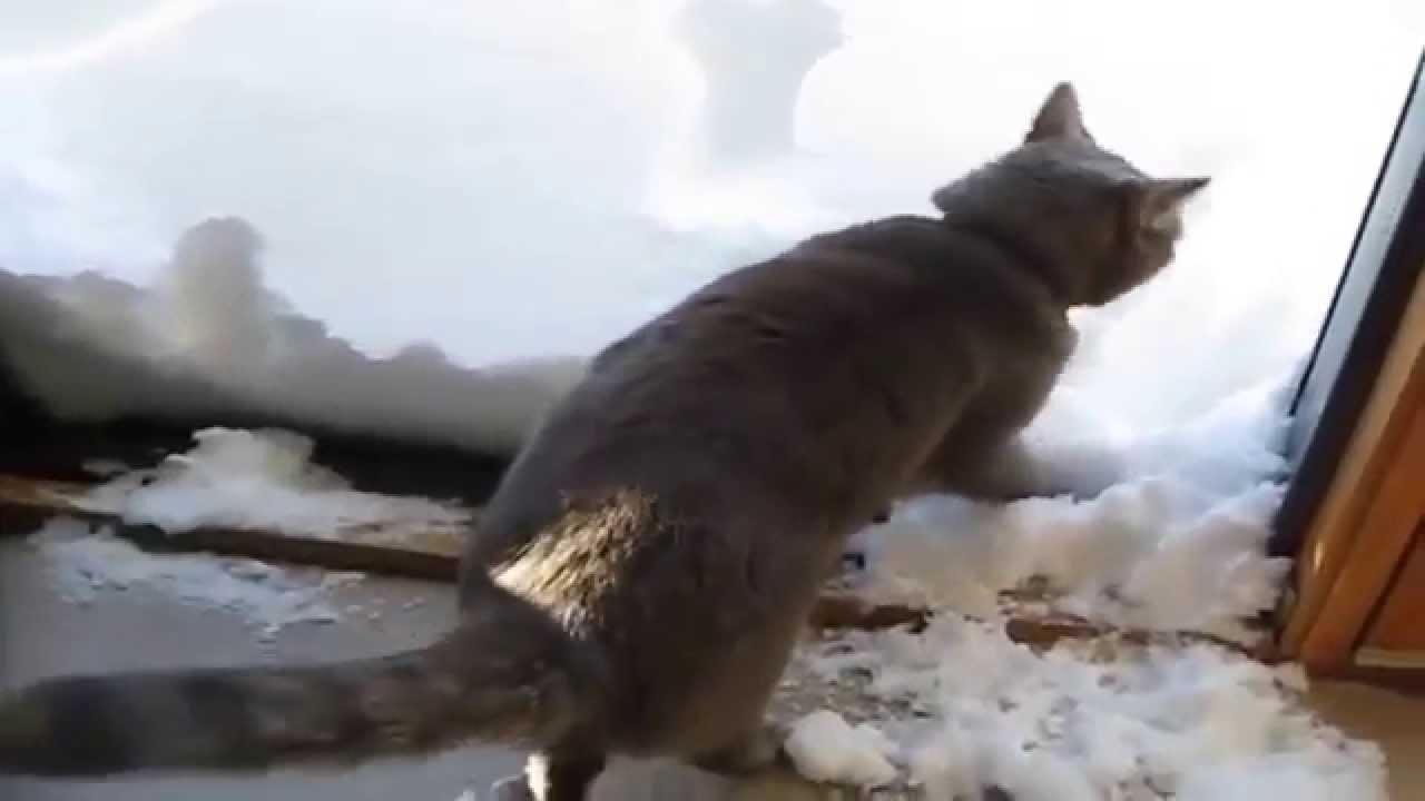 Кошка против снега