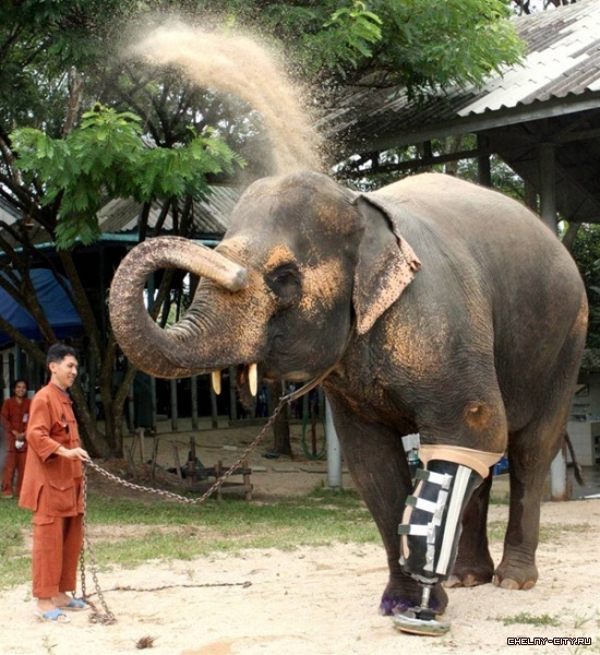 Протезы для слона