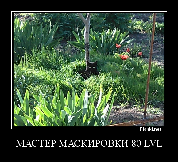 Мастер маскировки 80 lvl