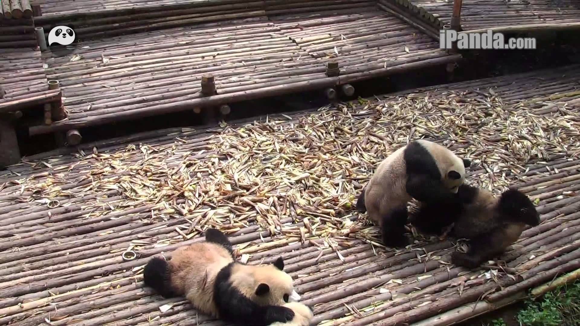 Живущие в зоопарке панды устроили настоящее массовое побоище