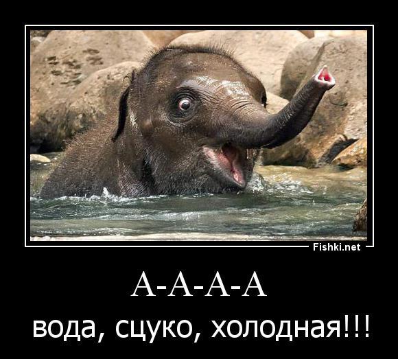 Из солянки