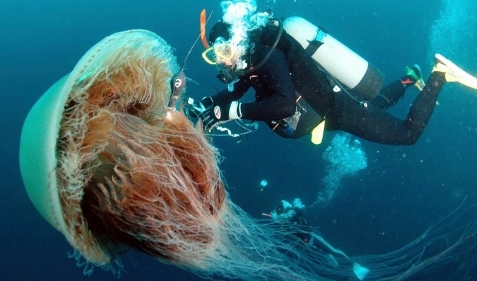 Гигантская медуза замечена в море
