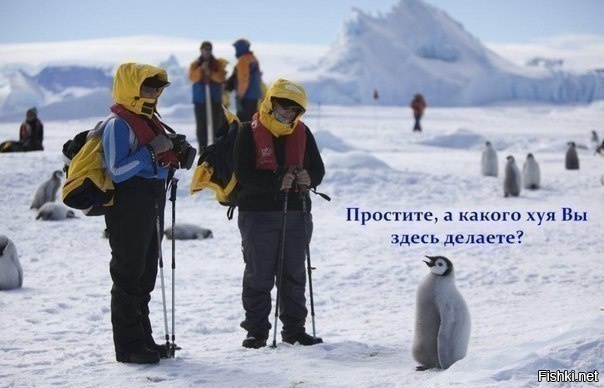 Из солянки