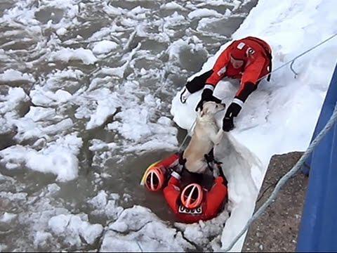 Спасение собаки из ледяной воды в Мичиганском канале