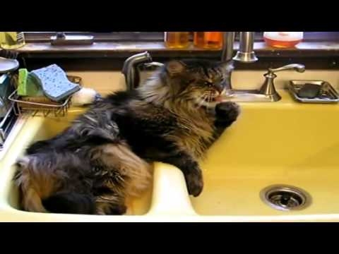 У кота водные процедуры