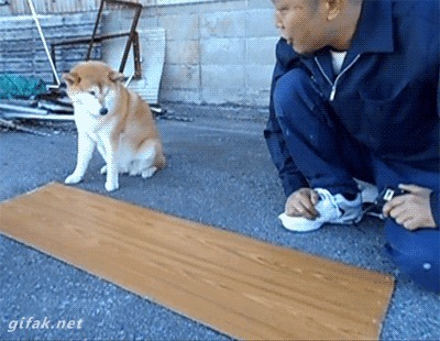 Собака на стройке помогака