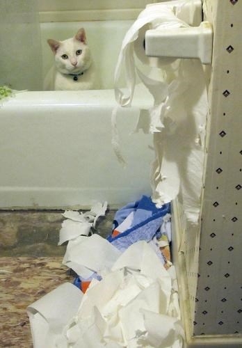 Коты против туалетной бумаги
