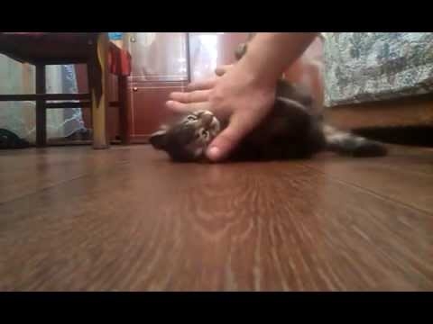 Кот играет рукой!