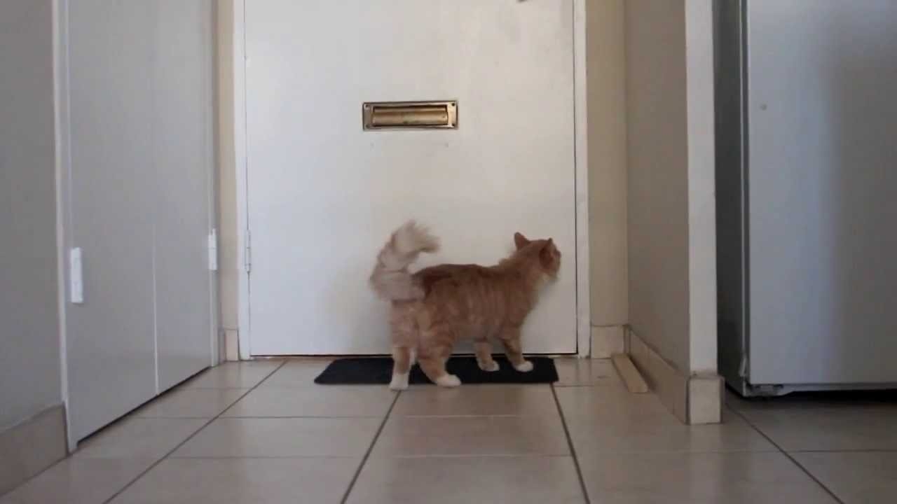Почему мой кот отчаянно просится в коридор 