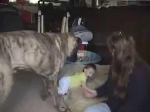 Огромный пес играет с ребенком