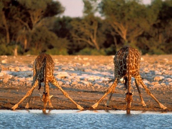 А вы знаете в какой позе спят жирафы?