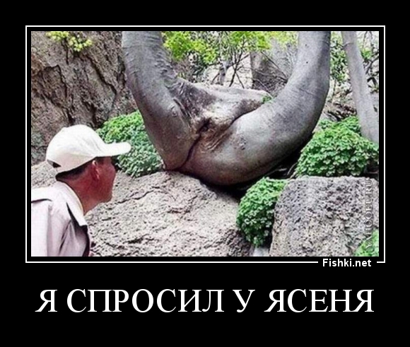 я спросил у ясеня