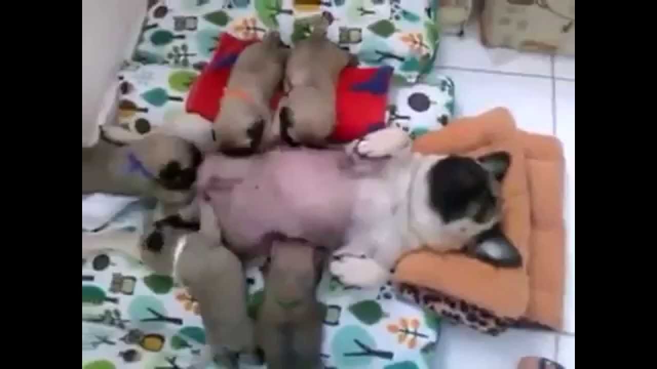 Собачка и её дети