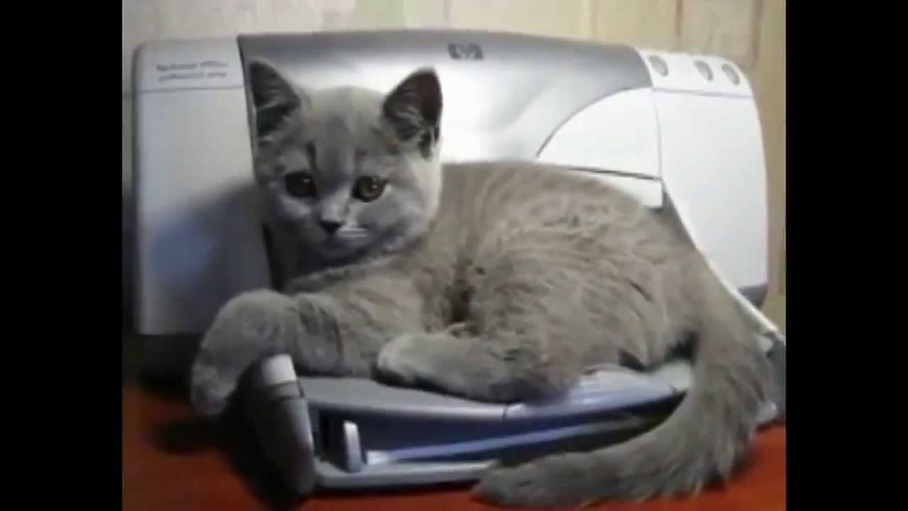 Видео Топ 5. Коты и принтеры