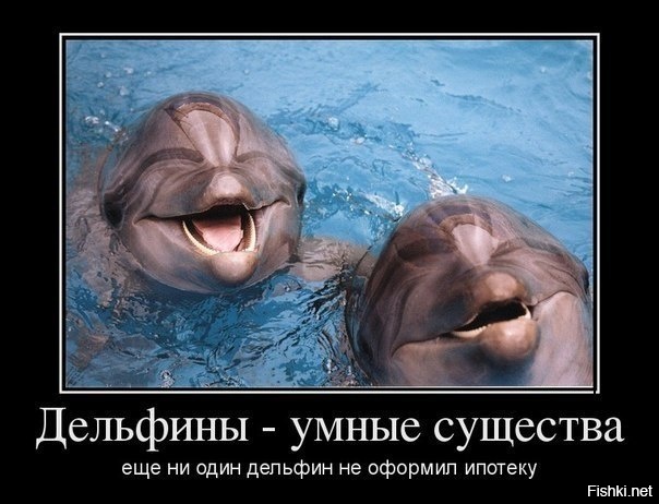 Из солянки