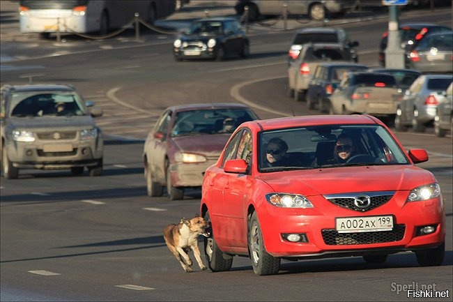 Существует красивая легенда, что бродячие собаки, бегущие с лаем за машинами,...