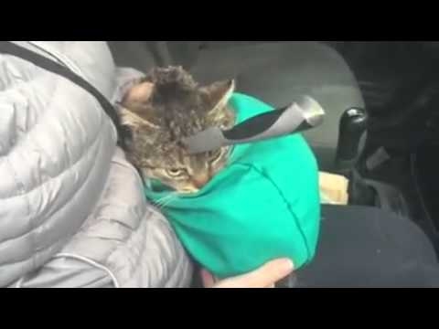Кот с ножом в голове