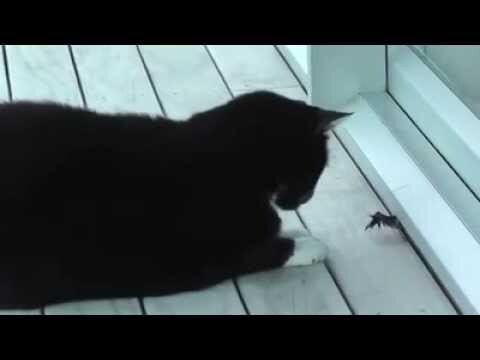 Жестокий бой кота