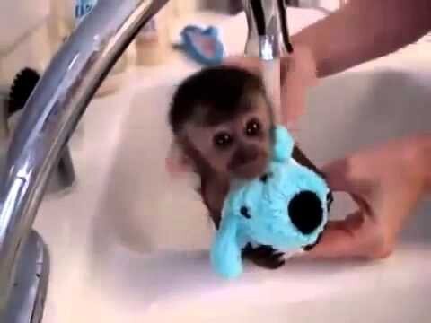 Купание обезьянки