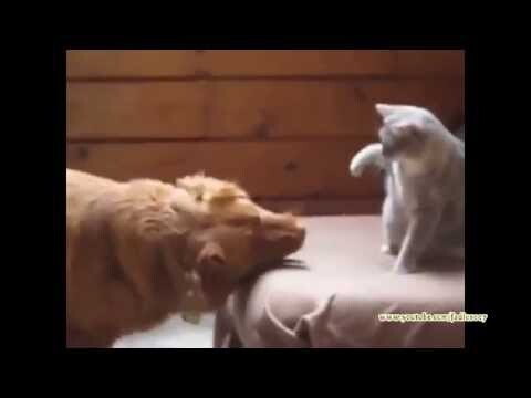 Смешные коты + кот боксер