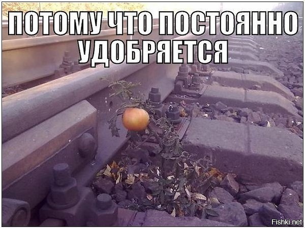 Из солянки
