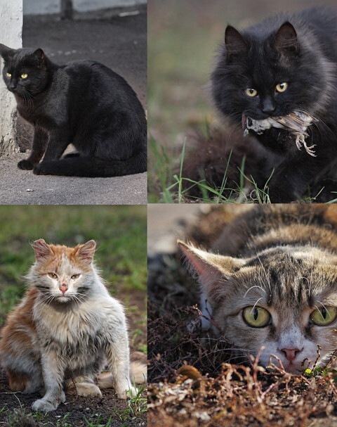 Уличные московские коты в фотографиях