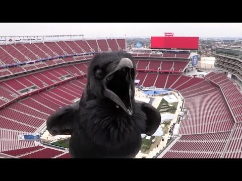 Любопытная ворона покорила пользователей YouTube