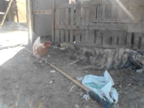 Chicken vs Dog