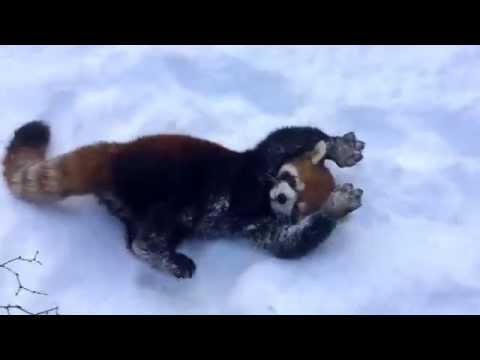 Видео красных панд играющих в снегу