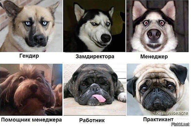 Из солянки