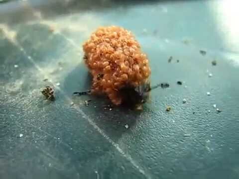 Армия пауков напала на жука