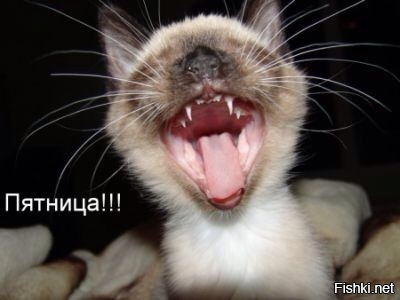 Из солянки