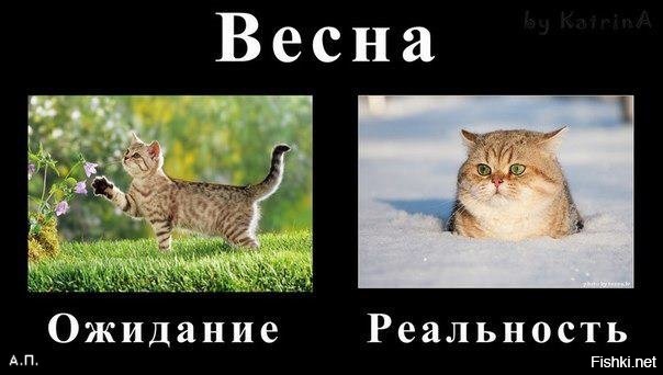 Из солянки