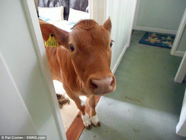 Вот так встреча: женщина вышла из душа и обнаружила коров в доме