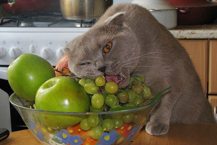 17 кошек, знающих толк в еде 