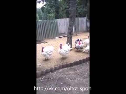 Слава Украине.Индюки 