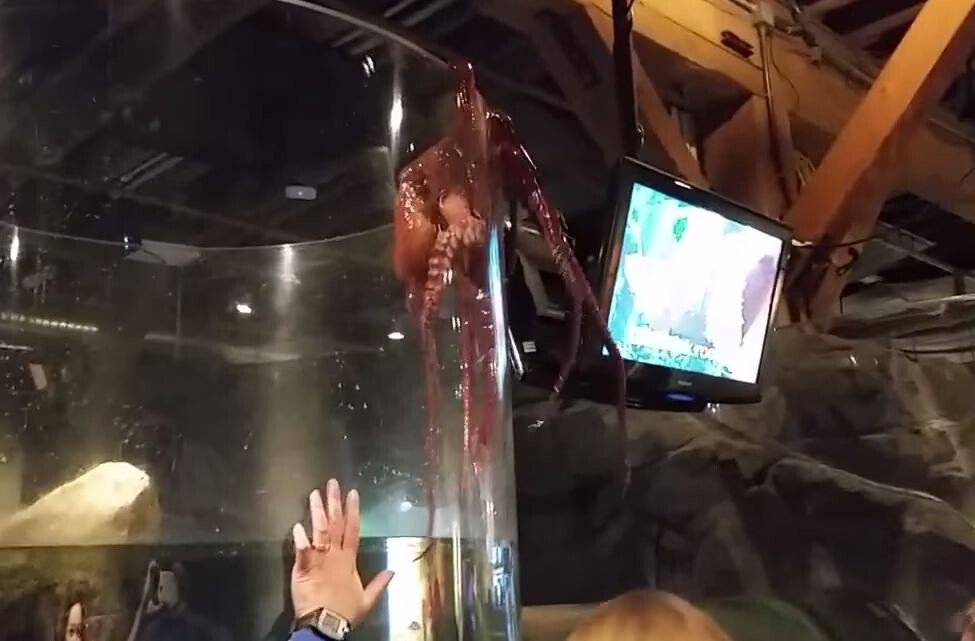 Видео: Гигантский осьминог пытался сбежать из аквариума в Сиэтле