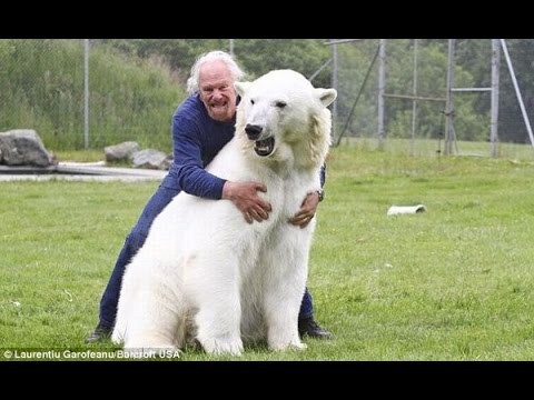 Белый медведь напал на человека!